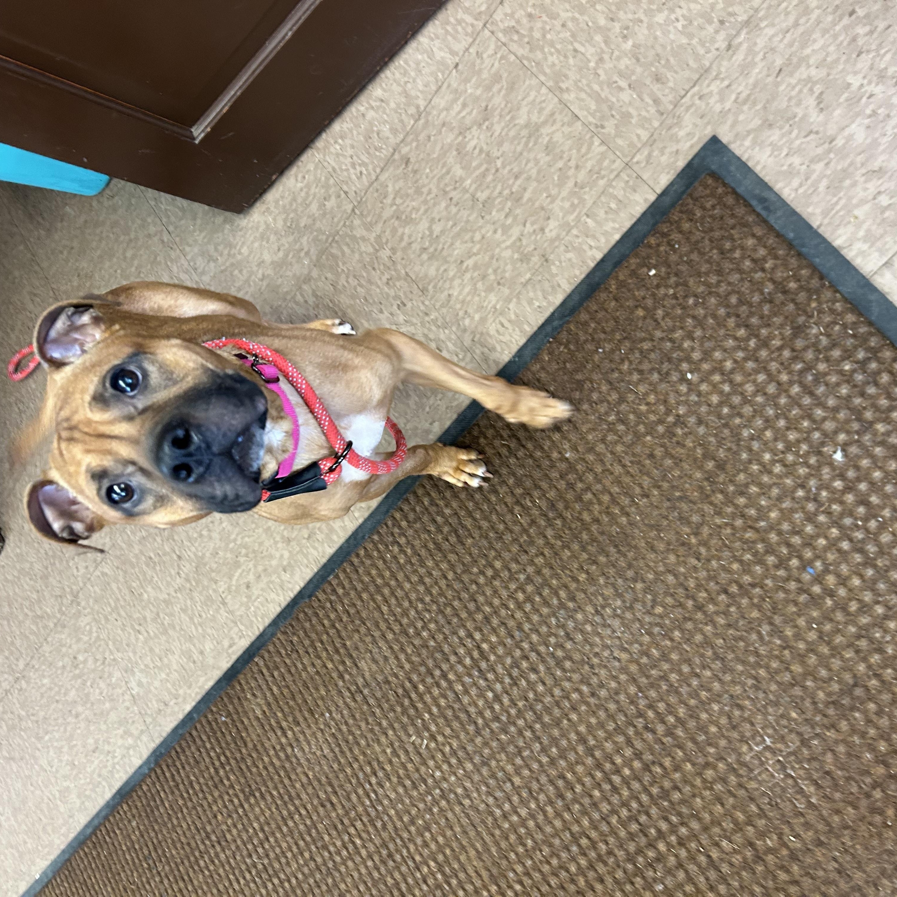 Enlarge Valentina, a Adopted mixed breed in East Hartford, CT image 6/6