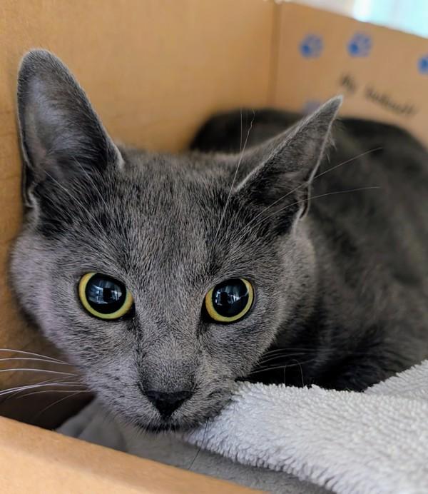 Galena, Adoptable, Young Female Domestic Short Hair.