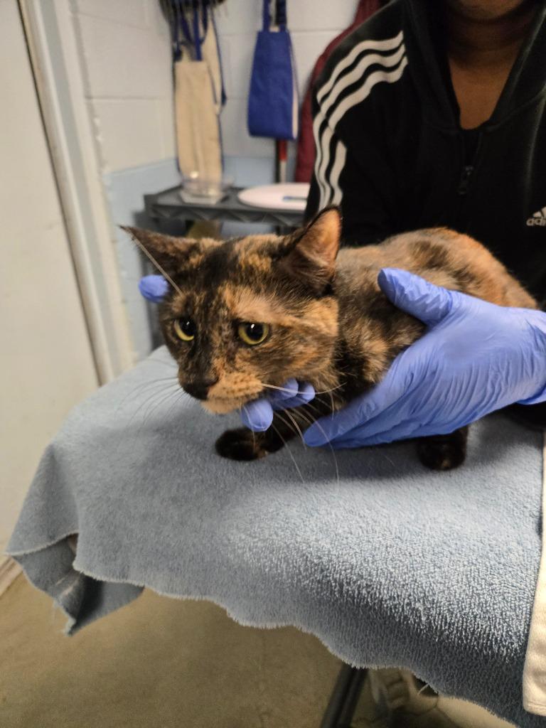 Enlarge Mrs Puff, a Adoptable mixed breed in Detroit, MI image 1/2