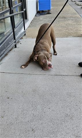 BISCUIT, Adoptable, Adult Male Pit Bull Terrier.