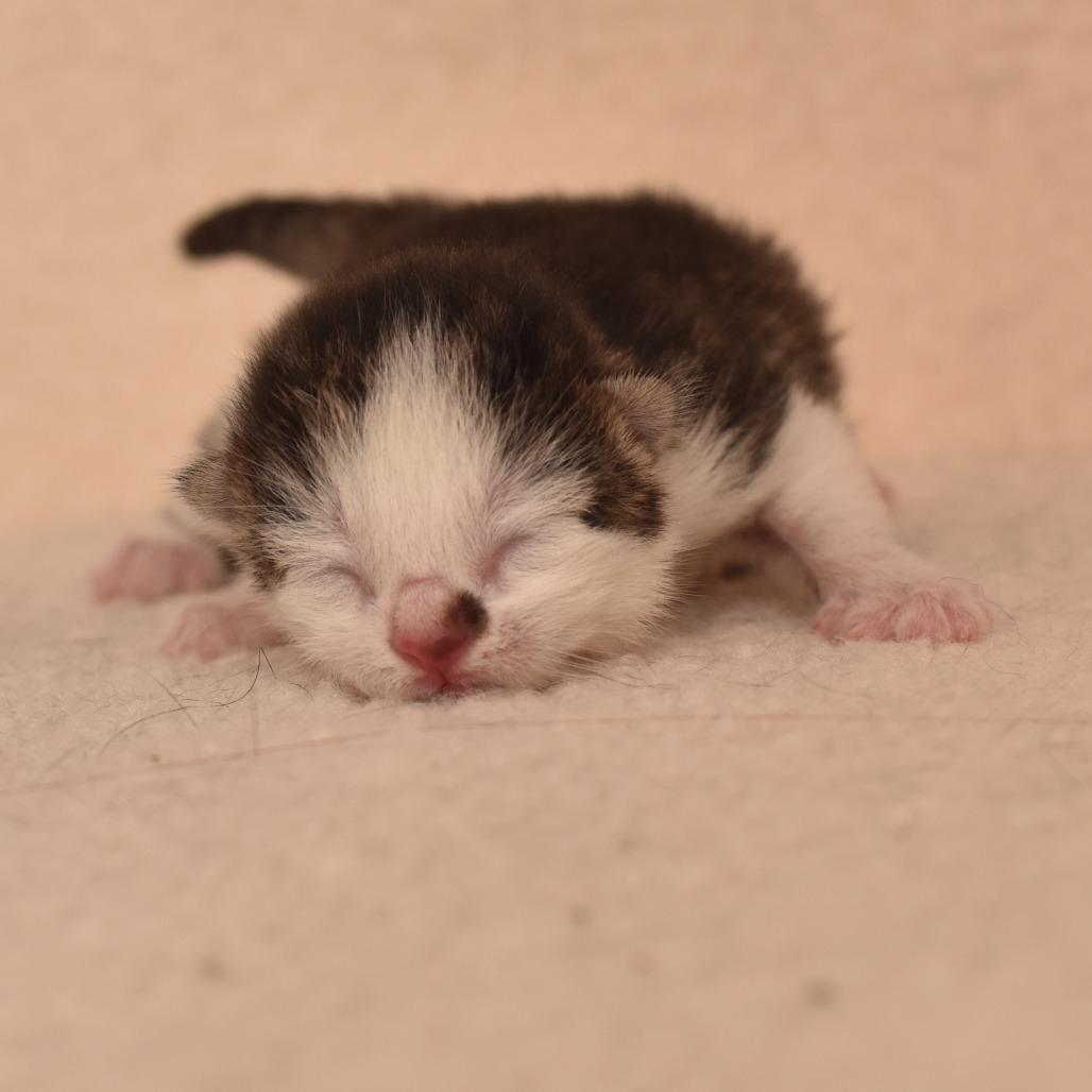 Umatilla, Adoptable, Kitten Male Domestic Short Hair.