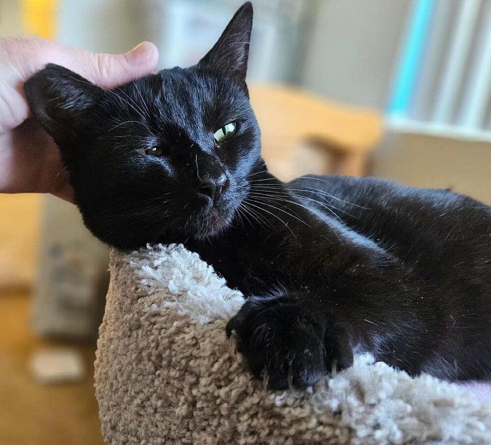 Mini, Adoptable, Adult Female Bombay & Domestic Short Hair.