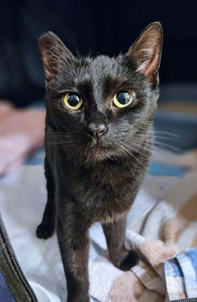 Enlarge Mini, a Adoptable mixed breed in Calimesa, CA image 2/3