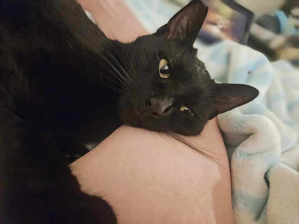 Enlarge Mini, a Adoptable mixed breed in Calimesa, CA image 3/3