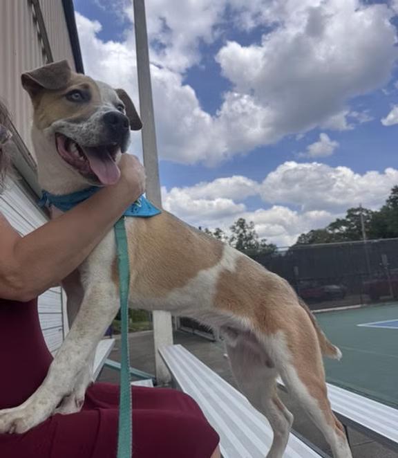 Enlarge Burt - in Maine, a ADOPTABLE mixed breed in Kennebunkport, ME image 5/6