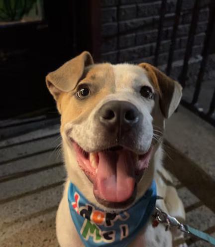 Burt - in Maine, Adoptable, Young Male Cattle Dog.