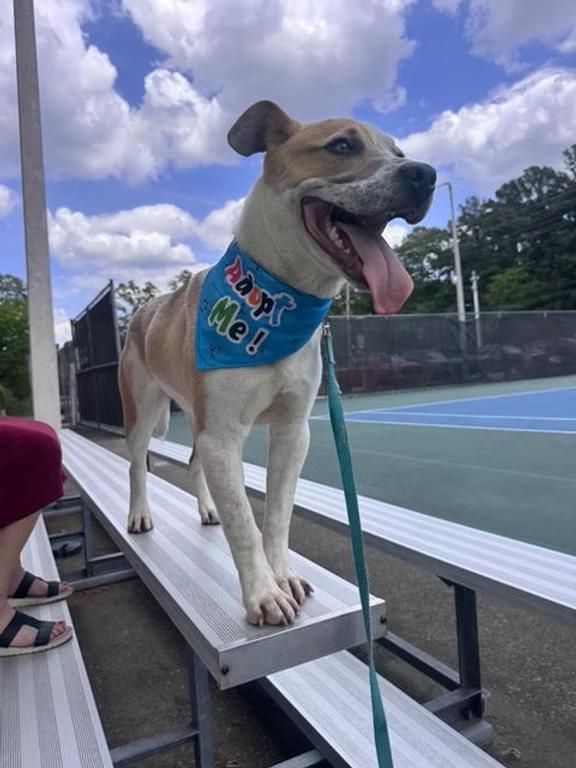 Burt - in Maine, ADOPTABLE, Young Male Cattle Dog.