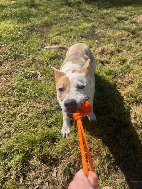 Enlarge Burt - in Maine, a ADOPTABLE mixed breed in Kennebunkport, ME image 6/6