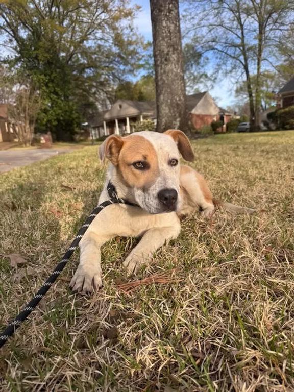 Enlarge Burt - in Maine, a ADOPTABLE mixed breed in Kennebunkport, ME image 3/6