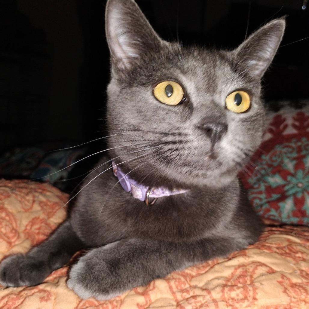 Roki, a Adoptable Domestic Short Hair in Charlottesville, VA image 1/6