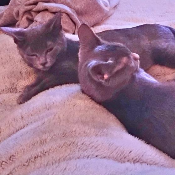 Roki, Adoptable, Kitten Female Domestic Short Hair.