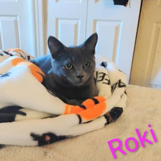 Roki, a Adoptable Domestic Short Hair image 1/3