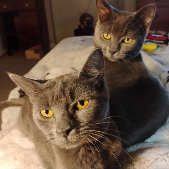 Enlarge Roki, a Adoptable Domestic Short Hair in Charlottesville, VA image 3/6