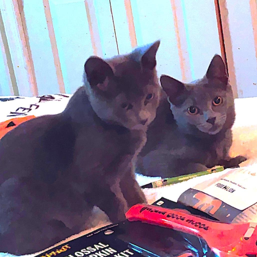 Roki, a Adoptable Domestic Short Hair image 2/3