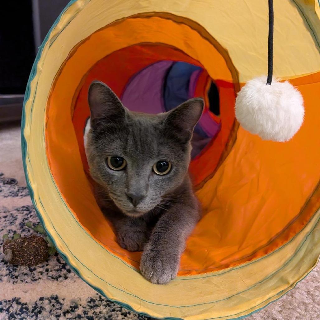 Roki, a Adoptable Domestic Short Hair in Charlottesville, VA image 2/6