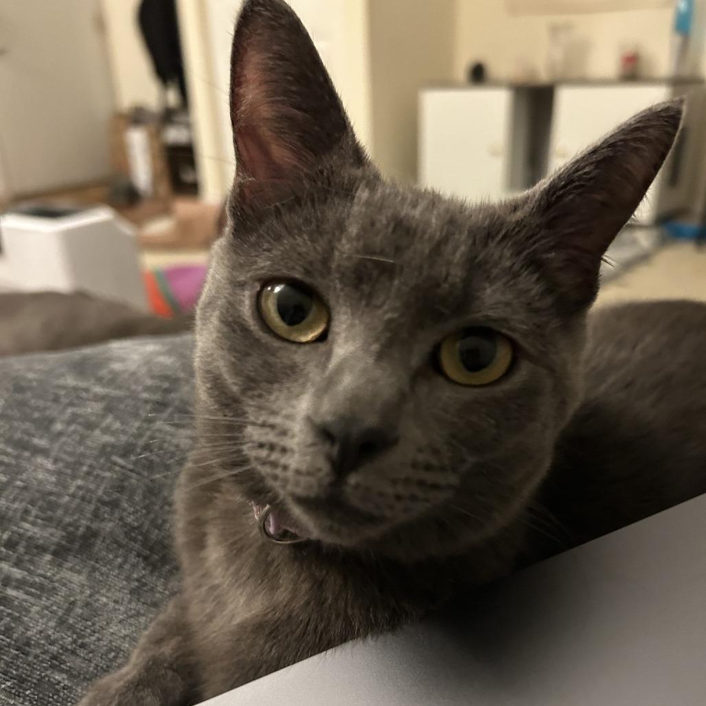 Roki, a Adoptable Domestic Short Hair in Charlottesville, VA image 3/6