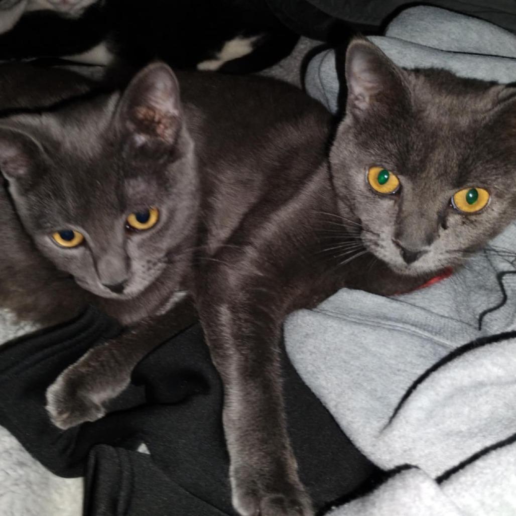 Enlarge Roki, a Adoptable Domestic Short Hair in Charlottesville, VA image 4/6