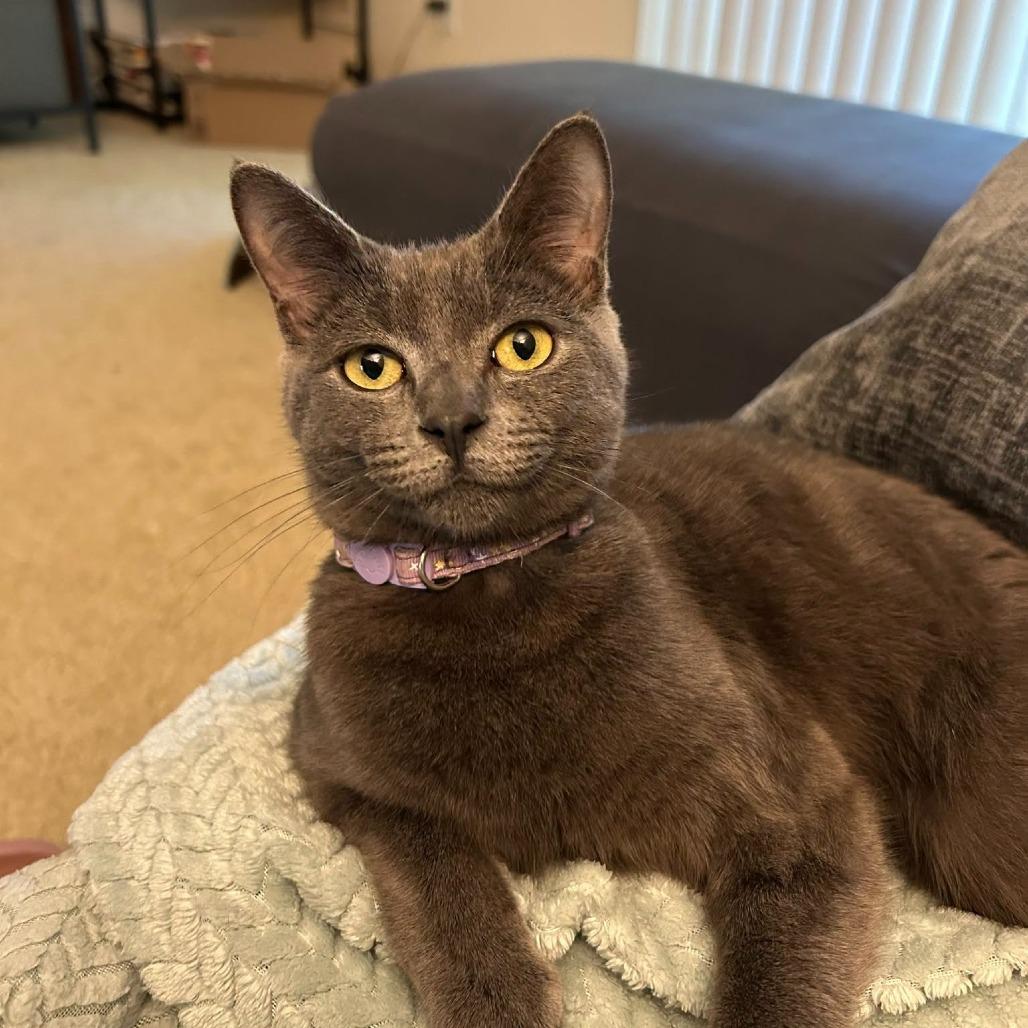 Roki, a Adoptable Domestic Short Hair in Charlottesville, VA image 4/6