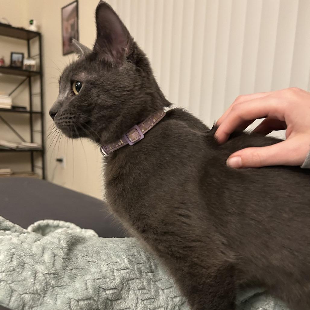 Roki, a Adoptable Domestic Short Hair in Charlottesville, VA image 5/6