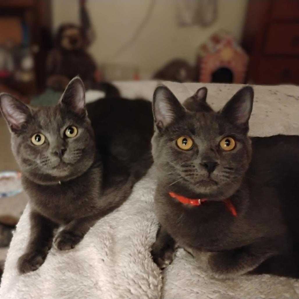 Enlarge Roki, a Adoptable Domestic Short Hair in Charlottesville, VA image 6/6