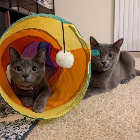 Roki, a Adoptable Domestic Short Hair in Charlottesville, VA image 6/6