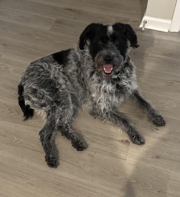 Enlarge Evie, a ADOPTABLE mixed breed in Sellersburg, IN image 2/6