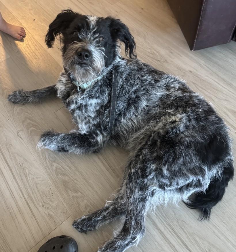 Evie, ADOPTABLE, Adult Female Poodle & Blue Lacy.