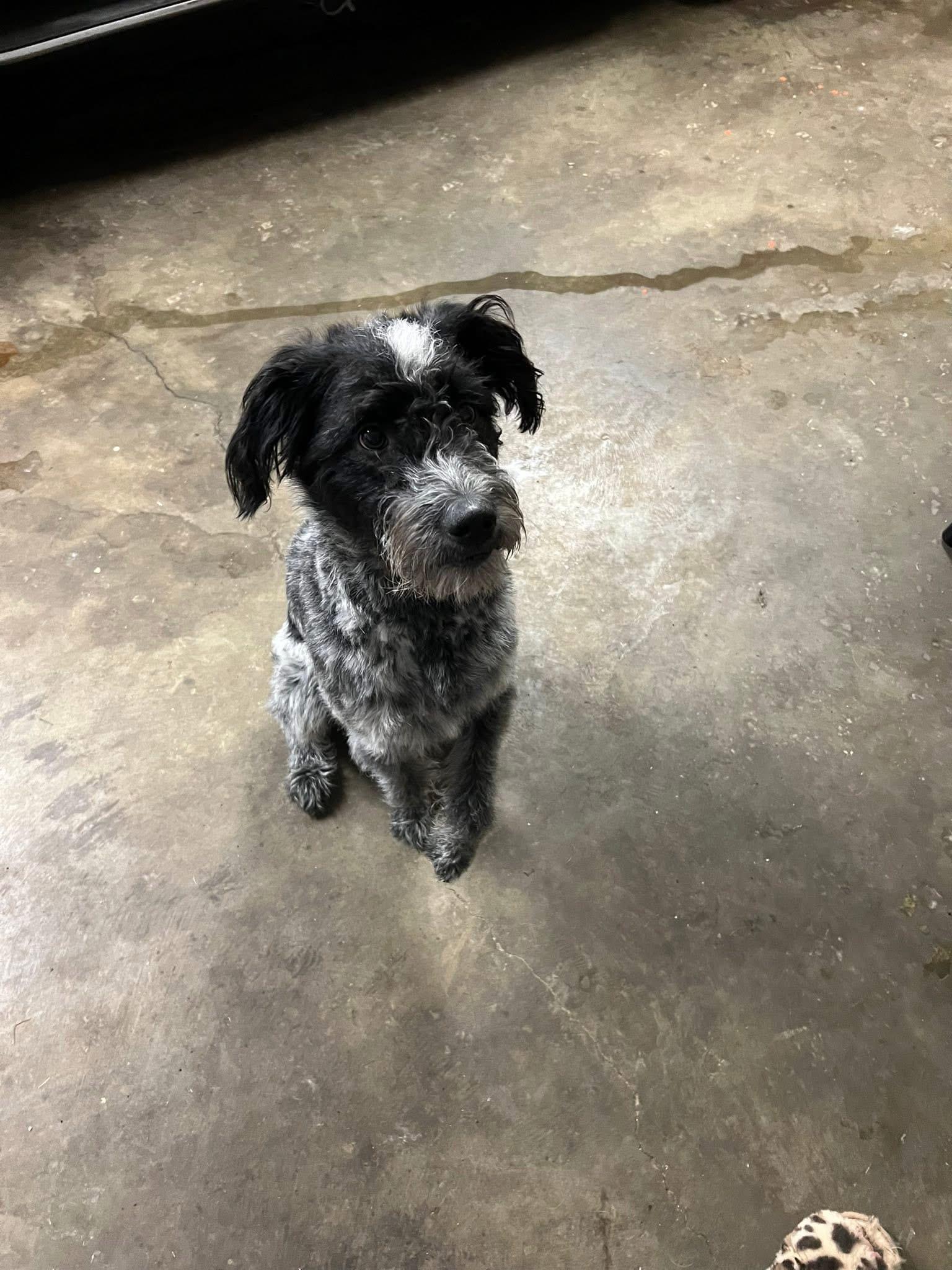 Enlarge Evie, a ADOPTABLE mixed breed in Sellersburg, IN image 5/6