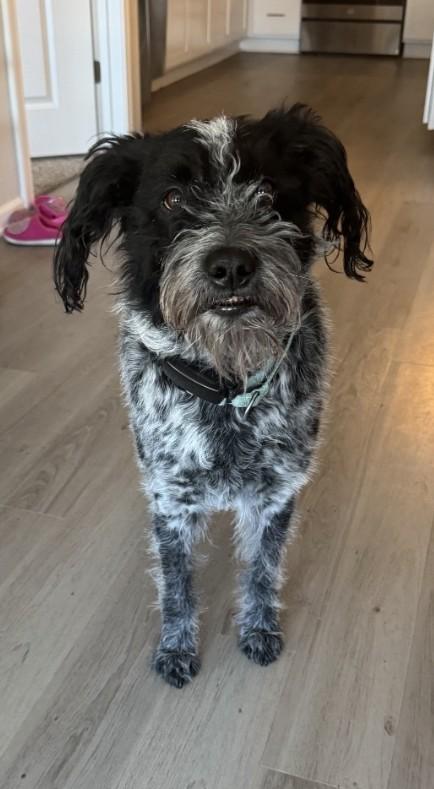 Enlarge Evie, a ADOPTABLE mixed breed in Sellersburg, IN image 6/6