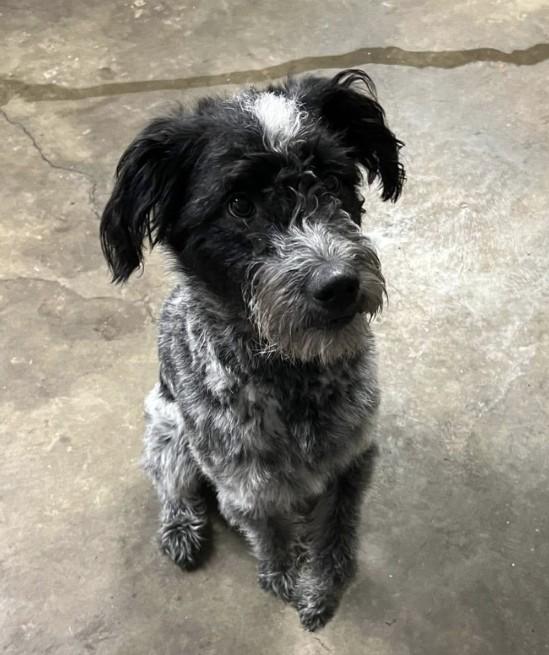 Enlarge Evie, a ADOPTABLE mixed breed in Sellersburg, IN image 4/6