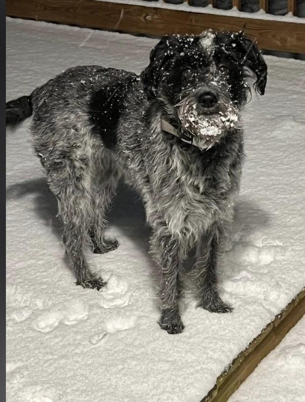 Enlarge Evie, a ADOPTABLE mixed breed in Sellersburg, IN image 3/6