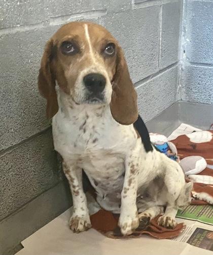 Swift, ADOPTABLE, Adult Female Beagle.