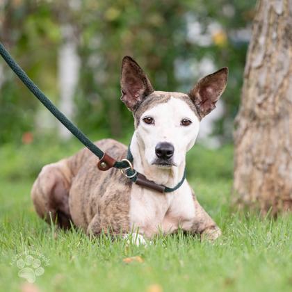 Enlarge Bailey, a Adoptable mixed breed in Honolulu, HI image 1/3