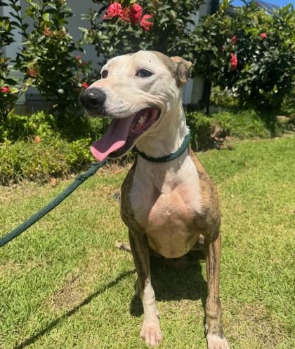 Enlarge Bailey, a Adoptable mixed breed in Honolulu, HI image 2/3