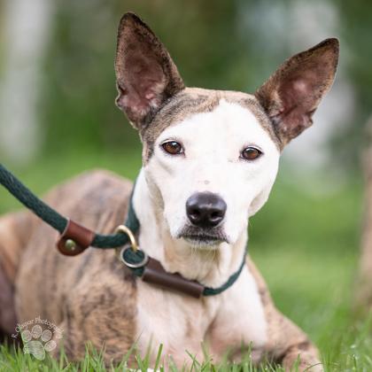 Enlarge Bailey, a Adoptable mixed breed in Honolulu, HI image 3/3
