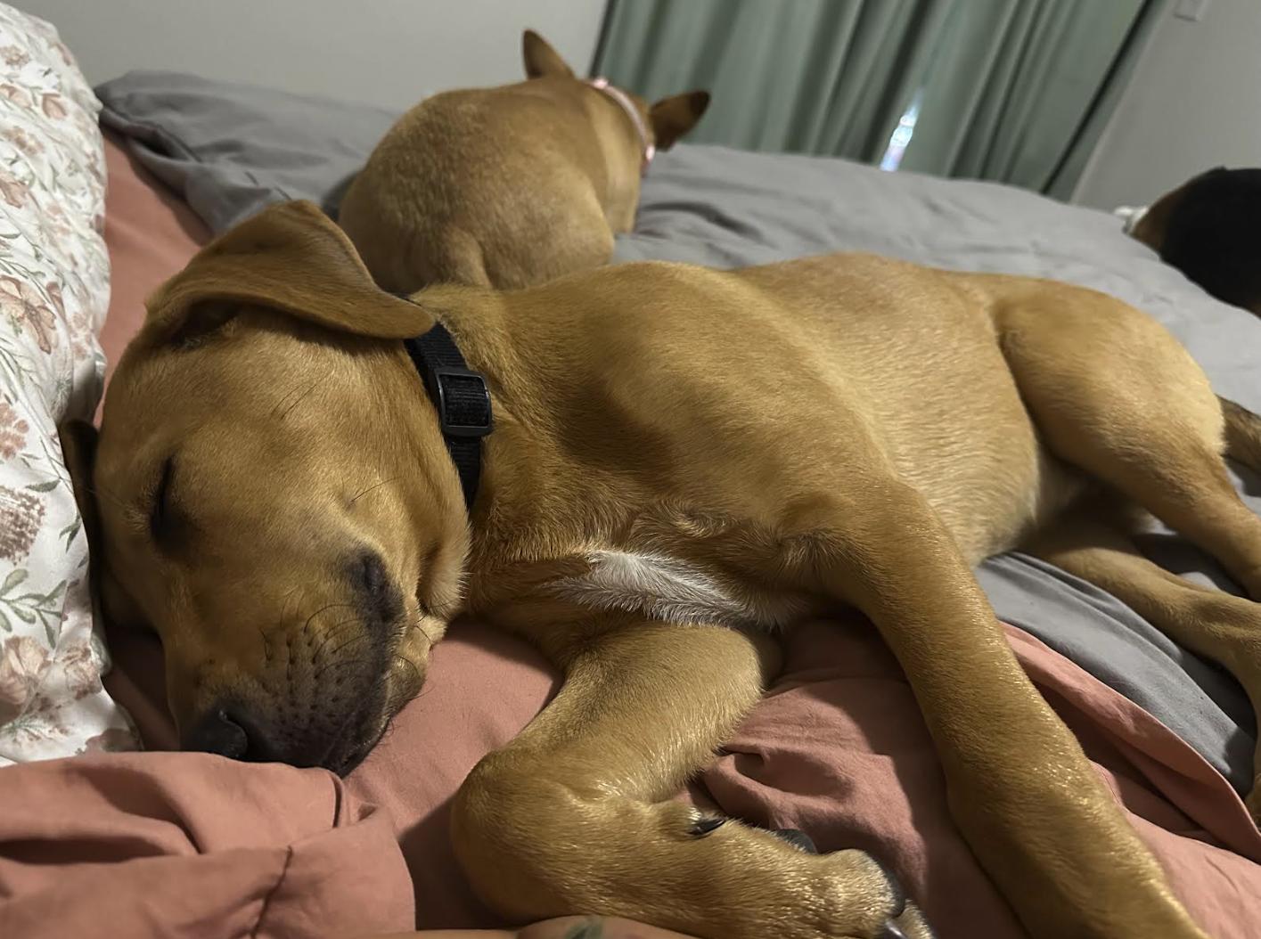 Enlarge Nyla, a Adoptable mixed breed in St Petersburg, FL image 4/4