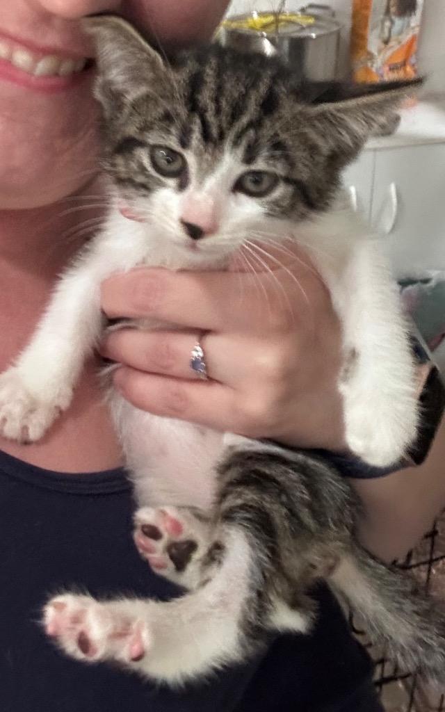 Chaos Kitten, Adoptable, Kitten Female Domestic Short Hair.