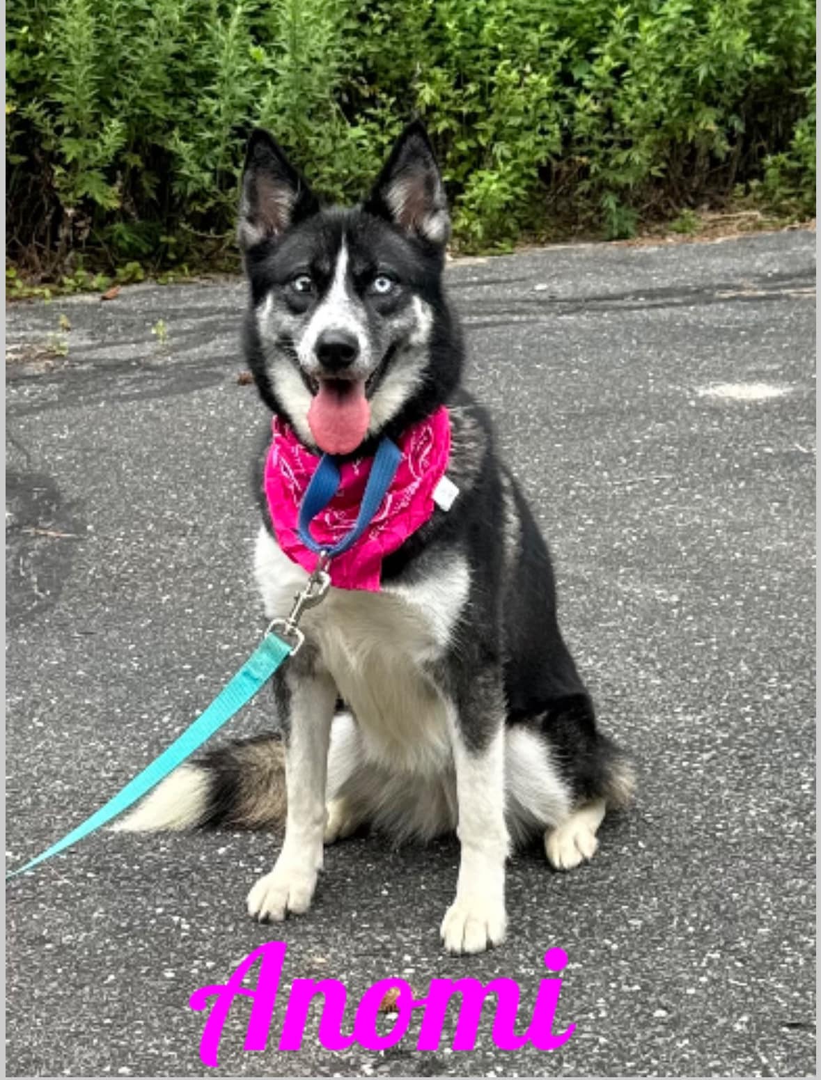 Anomi, a Adoptable Husky in Old Westbury, NY image 1/5