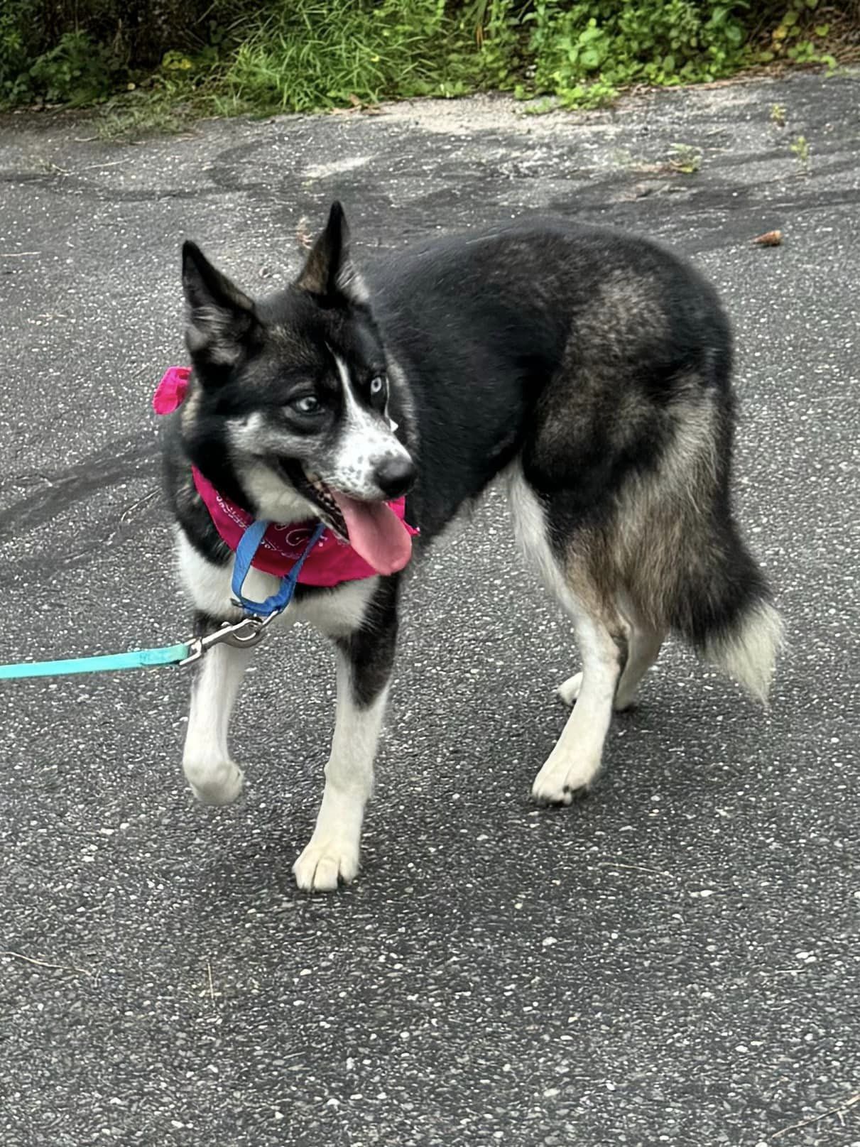 Anomi, a Adoptable Husky in Old Westbury, NY image 2/5