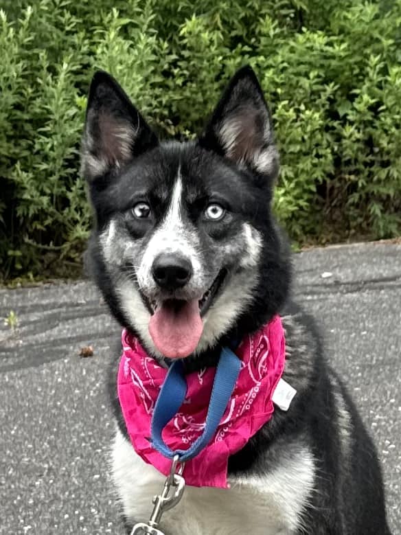 Anomi, a Adoptable Husky in Old Westbury, NY image 3/5