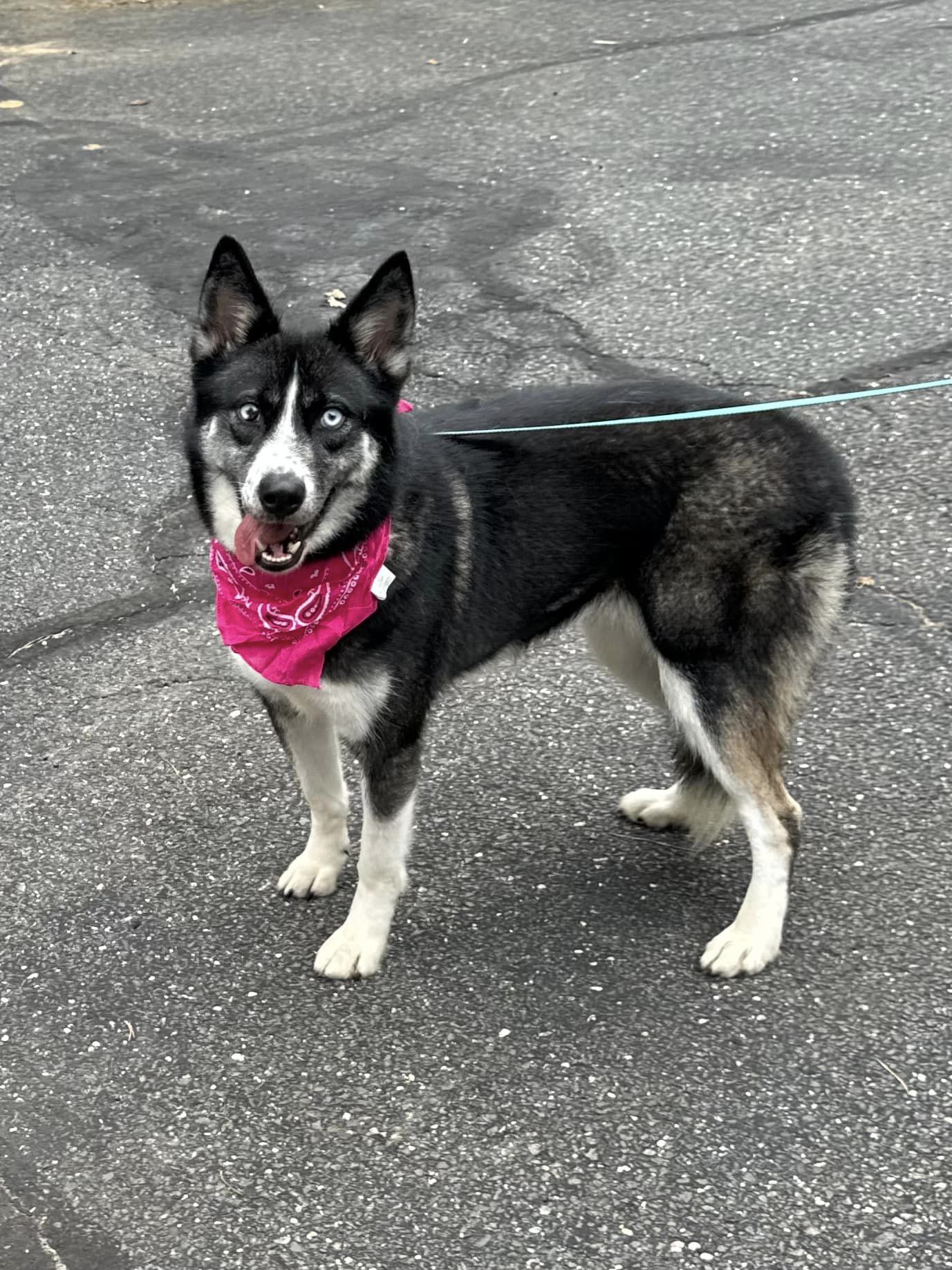 Anomi, a Adoptable Husky in Old Westbury, NY image 4/5