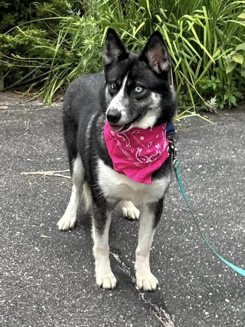Anomi, a Adoptable Husky in Old Westbury, NY image 5/5