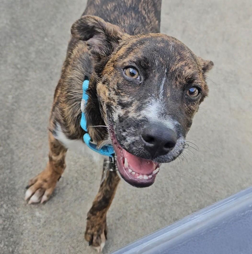 Rusty, a Adoptable mixed breed in Albany, NY image 3/6
