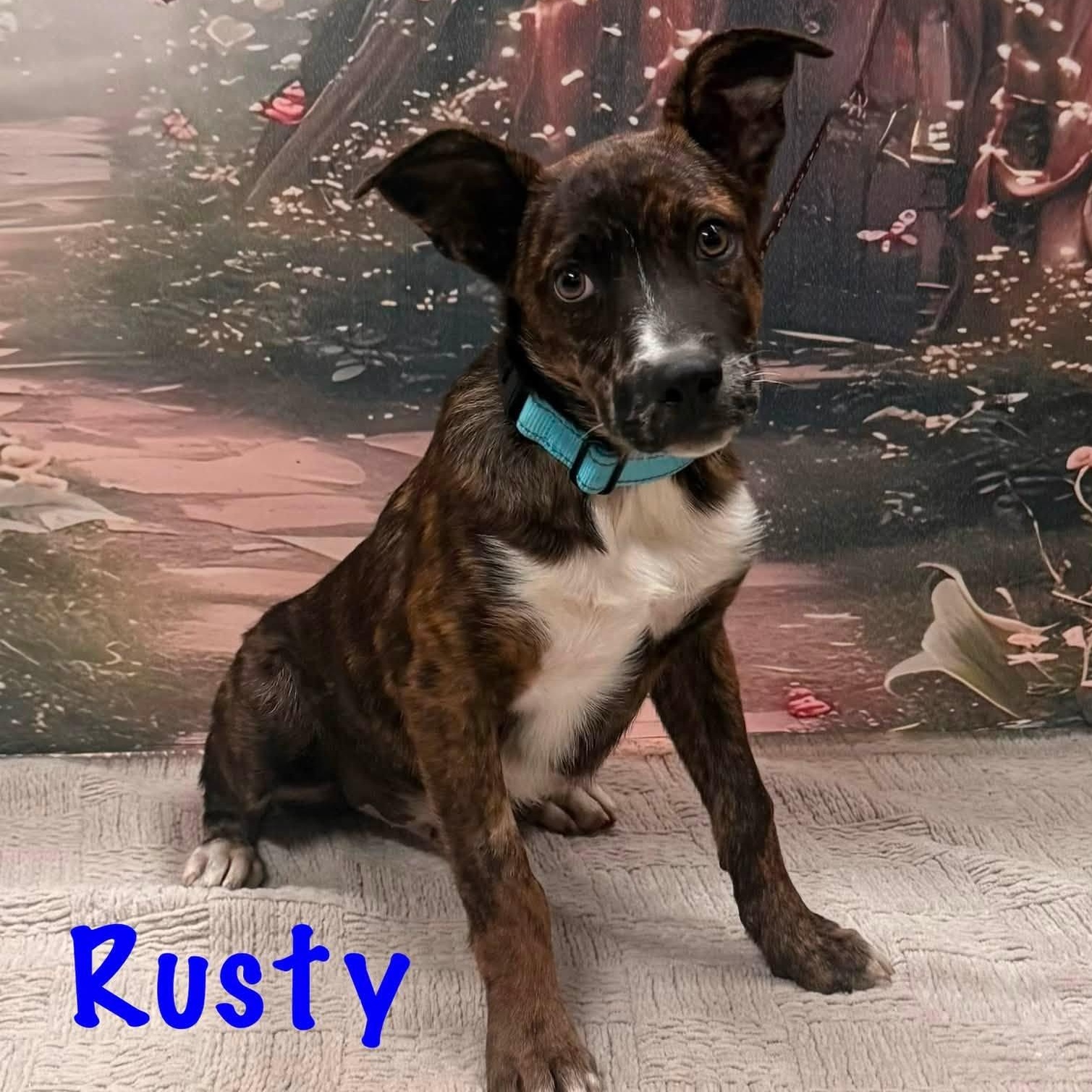 Rusty, a Adoptable mixed breed in Albany, NY image 6/6