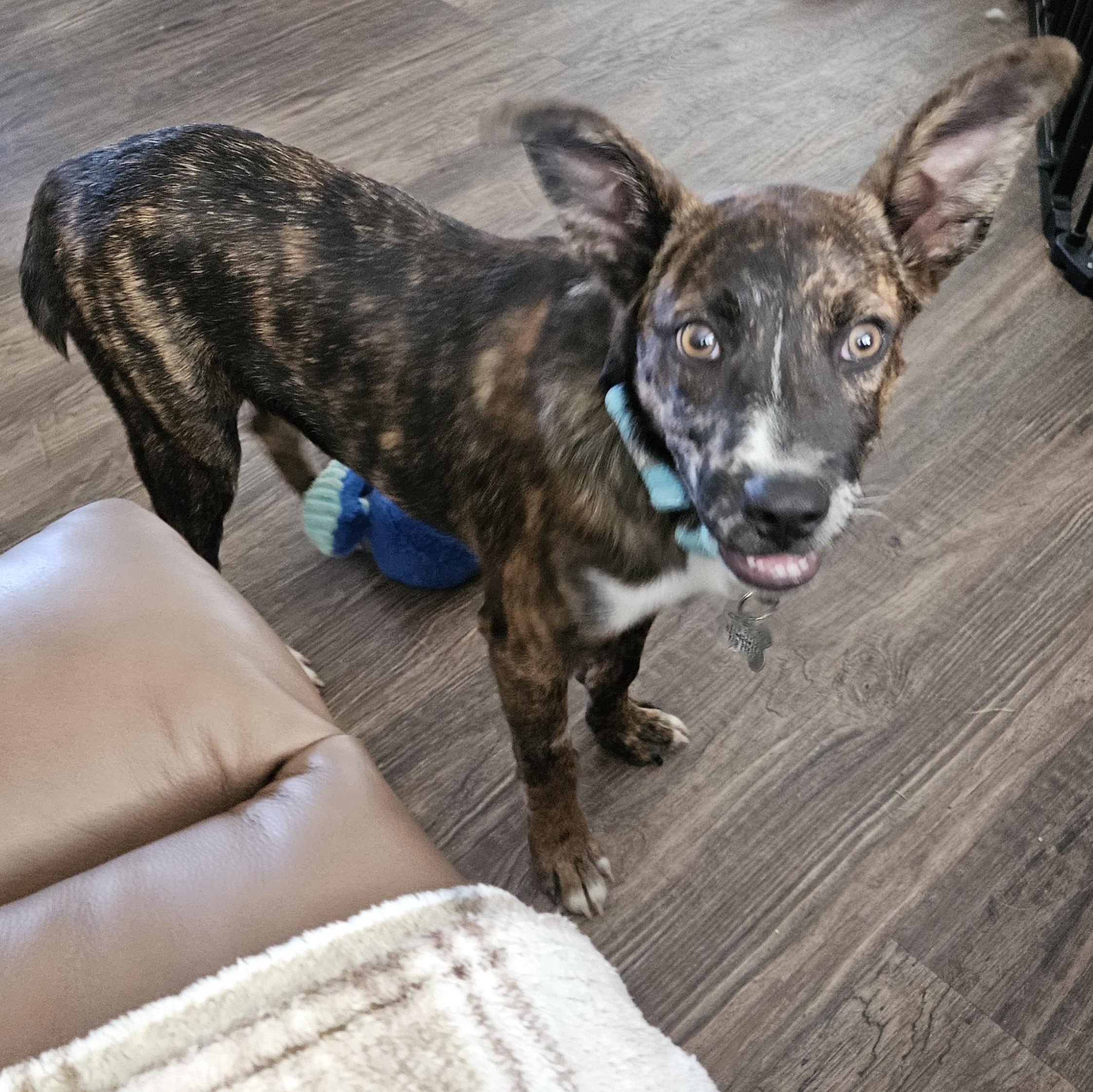 Rusty, a Adoptable mixed breed in Albany, NY image 5/6