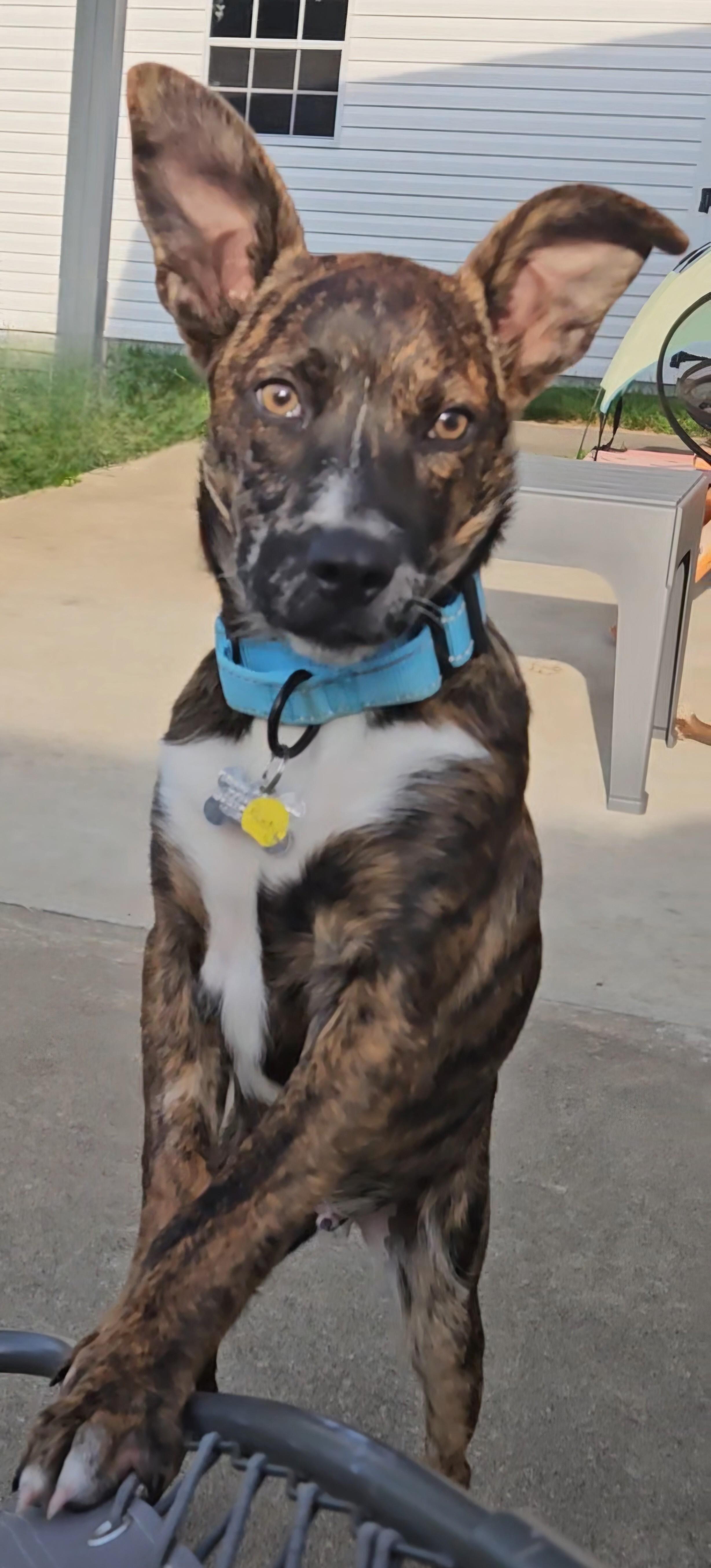 Rusty, a Adoptable mixed breed in Albany, NY image 4/6