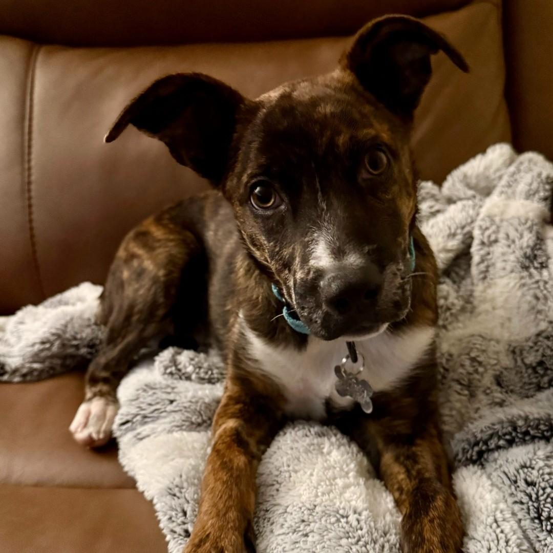 Rusty, Adoptable, Puppy Male Shepherd.