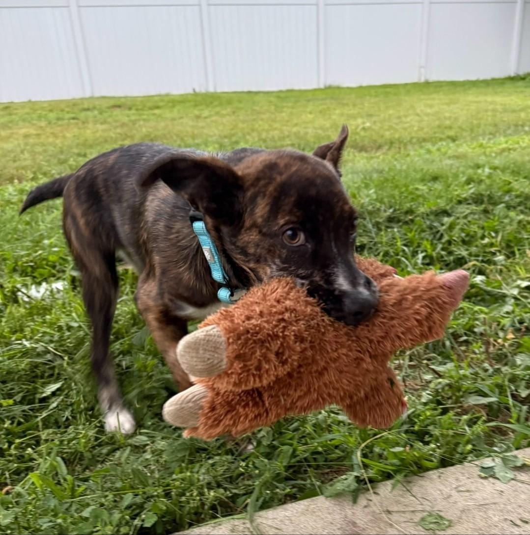 Rusty, a Adoptable mixed breed in Albany, NY image 2/6