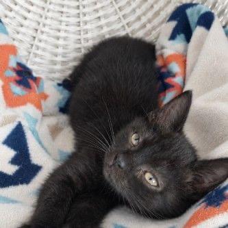 Enlarge Dallas, a Adoptable Domestic Short Hair in Richfield, MN image 1/2