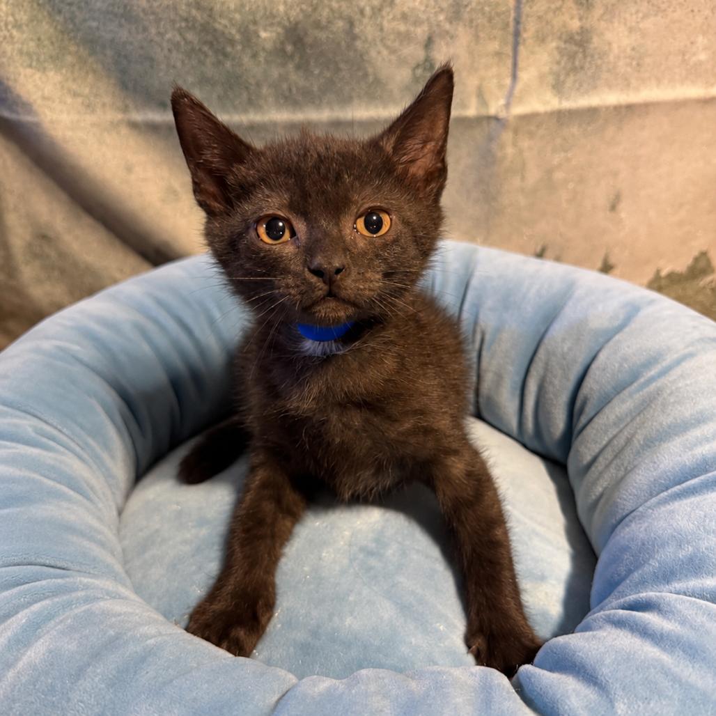 Enlarge Dallas, a Adoptable Domestic Short Hair in Richfield, MN image 2/2